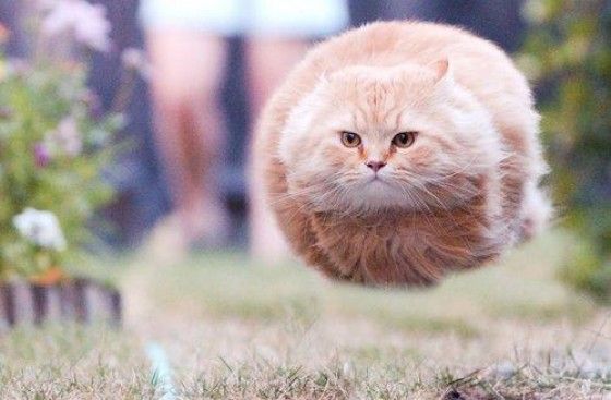 Cat hovering over land