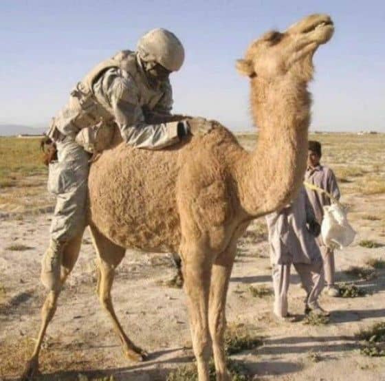 Soldiers on top of camel