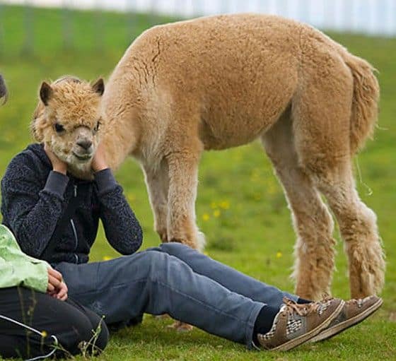 Woman that looks like she has a lama head