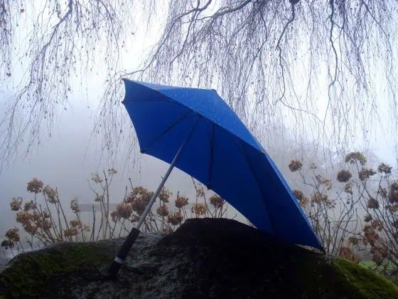 Senz XL Storm Umbrella Under A Tree In The Rain
