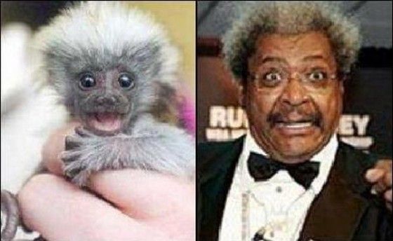 Monkey looks like Don King