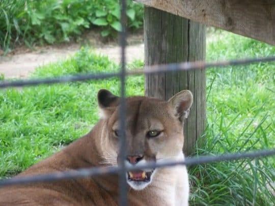deadly cats - the ultimate play equipment deadly cats - the ultimate play equipment