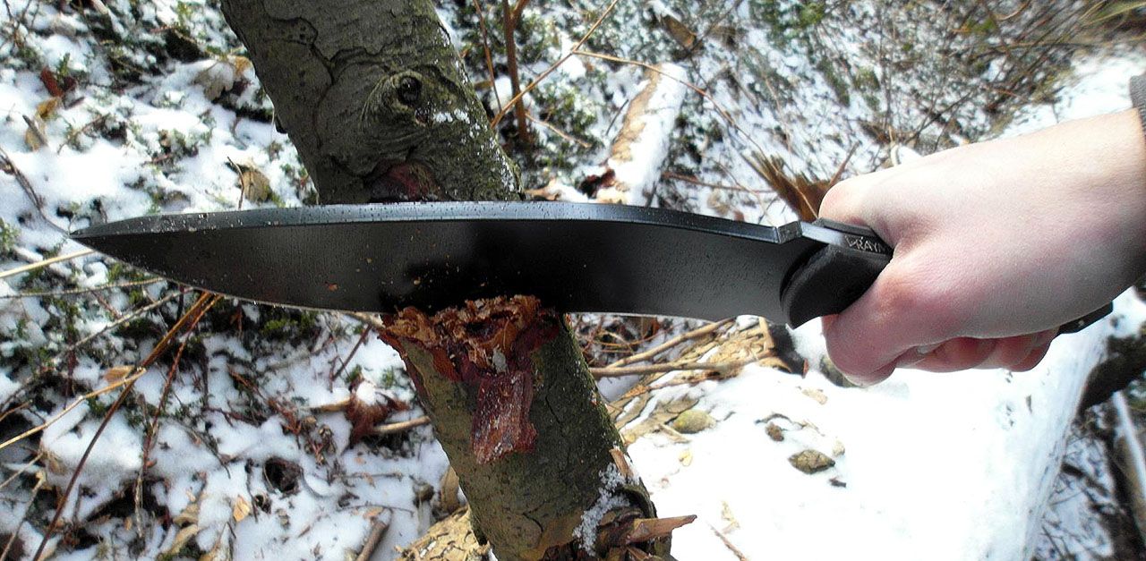 slicing through a branch