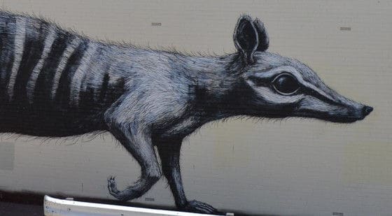 close up of Aussie animal