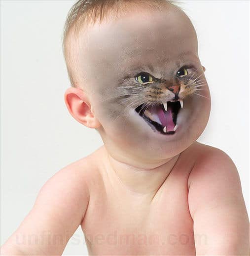 angry cat baby