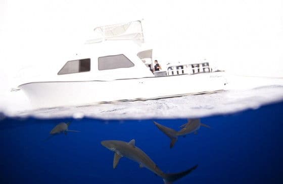 Picture of sharks under water and a yacht