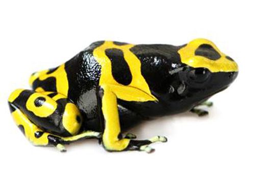 Yellow Banded Poison Frog