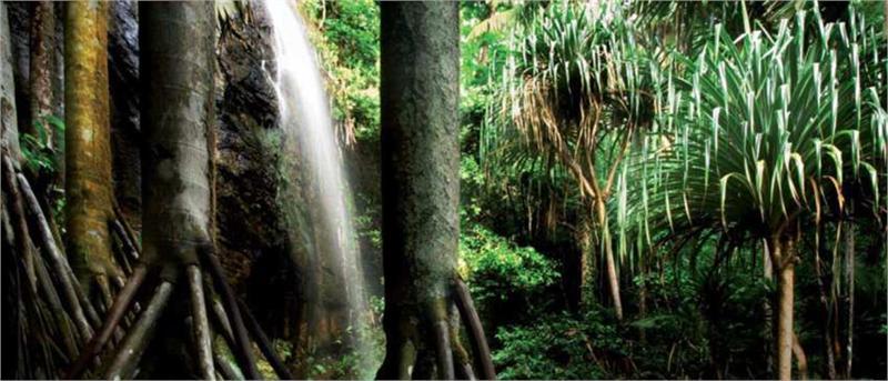 seychelles vacation vallee de mai