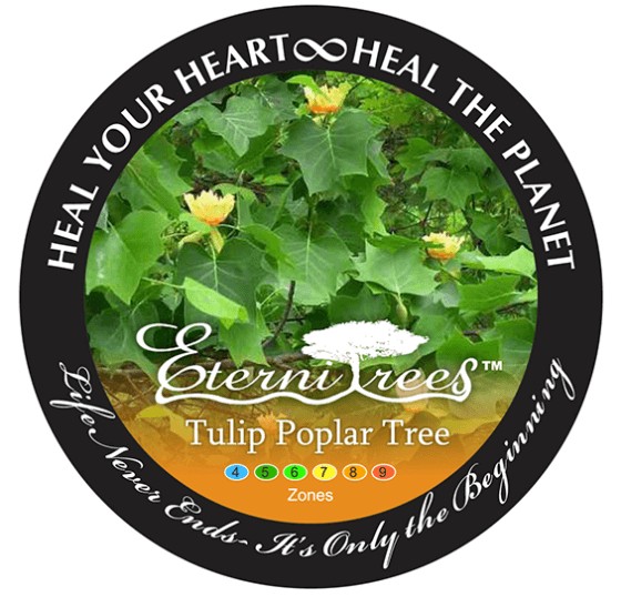 Eternitrees Plant