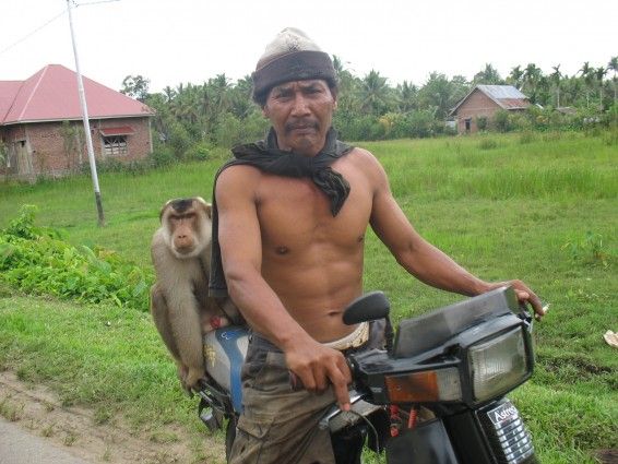 monkey-on-motorcycle