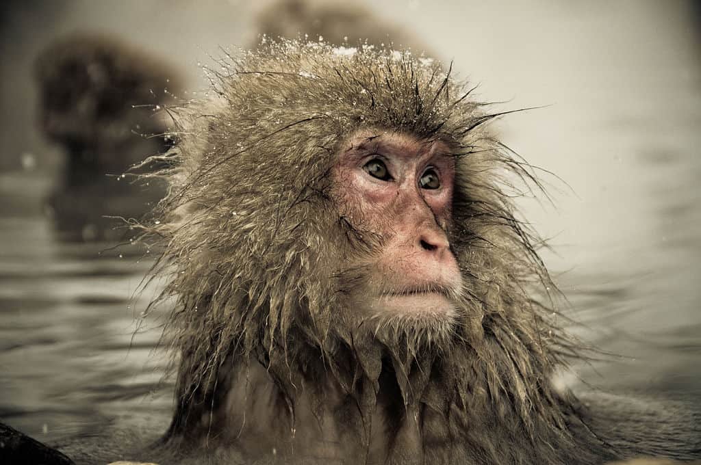 Winter is Already Here - The Wall is in Japan, and It's Manned by... Snow Monkeys 8 snow monkeys wall japan ron gessel