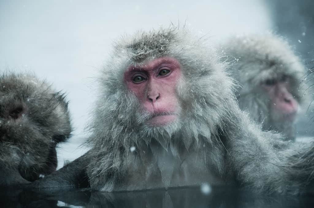 Winter is Already Here - The Wall is in Japan, and It's Manned by... Snow Monkeys 11 snow monkeys wall japan ron gessel