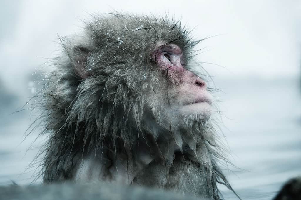 Winter is Already Here - The Wall is in Japan, and It's Manned by... Snow Monkeys 6 snow monkeys wall japan ron gessel