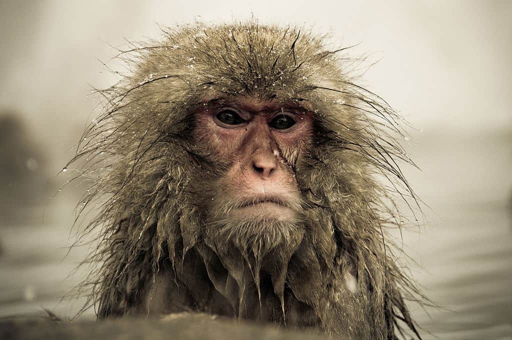 Winter is Already Here - The Wall is in Japan, and It's Manned by... Snow Monkeys 7 snow monkeys wall japan ron gessel