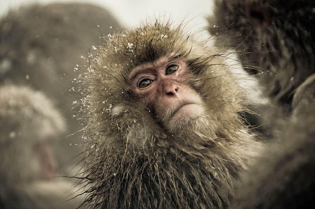 Winter is Already Here - The Wall is in Japan, and It's Manned by... Snow Monkeys 10 snow monkeys wall japan ron gessel