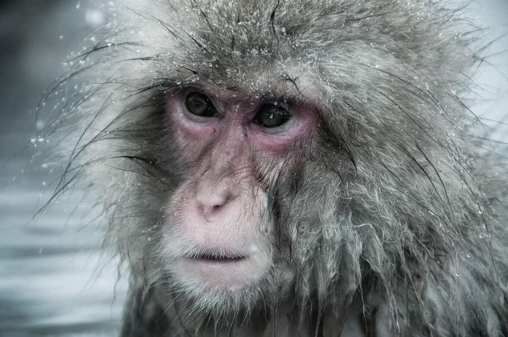 Winter is Already Here - The Wall is in Japan, and It's Manned by... Snow Monkeys 3 snow monkeys wall japan ron gessel