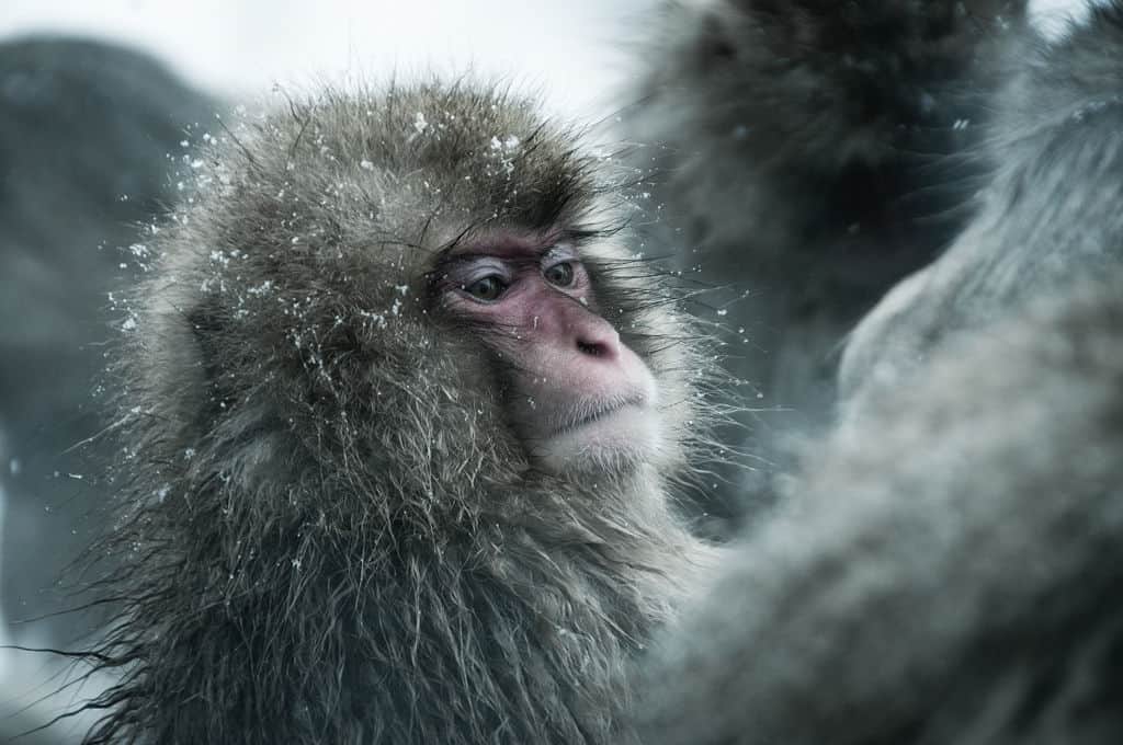 Winter is Already Here - The Wall is in Japan, and It's Manned by... Snow Monkeys 9 snow monkeys wall japan ron gessel