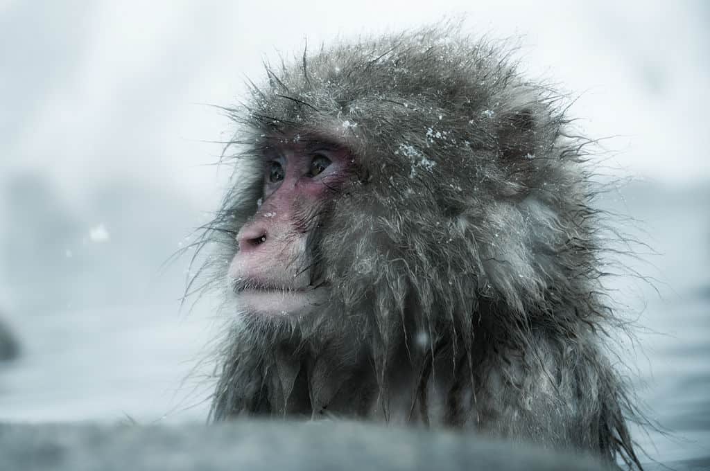 Winter is Already Here - The Wall is in Japan, and It's Manned by... Snow Monkeys 5 snow monkeys wall japan ron gessel