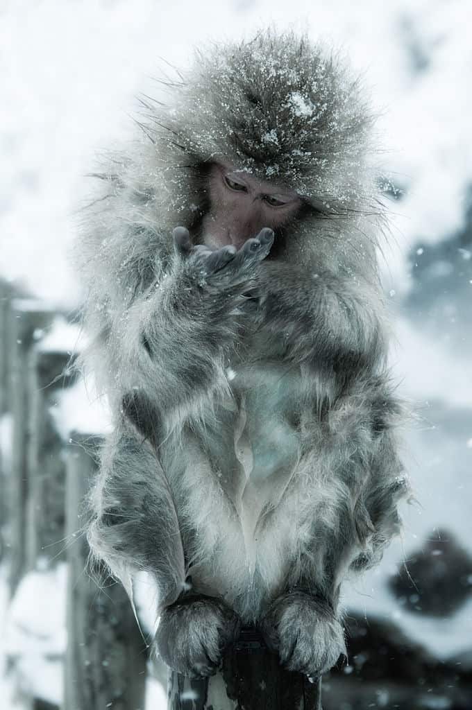 Winter is Already Here - The Wall is in Japan, and It's Manned by... Snow Monkeys 4 snow monkeys wall japan ron gessel