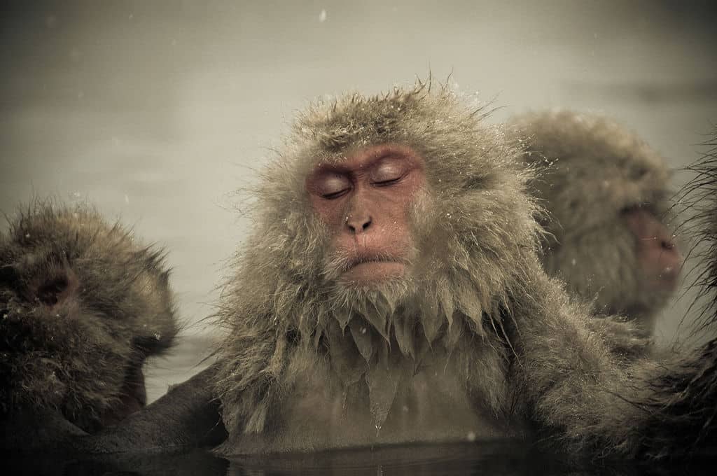 Winter is Already Here - The Wall is in Japan, and It's Manned by... Snow Monkeys 12 snow monkeys wall japan ron gessel