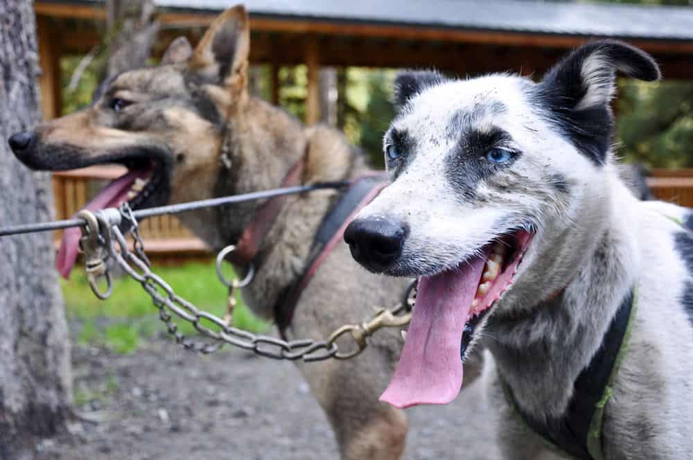 alaska iditarod sled dogs blue eyes