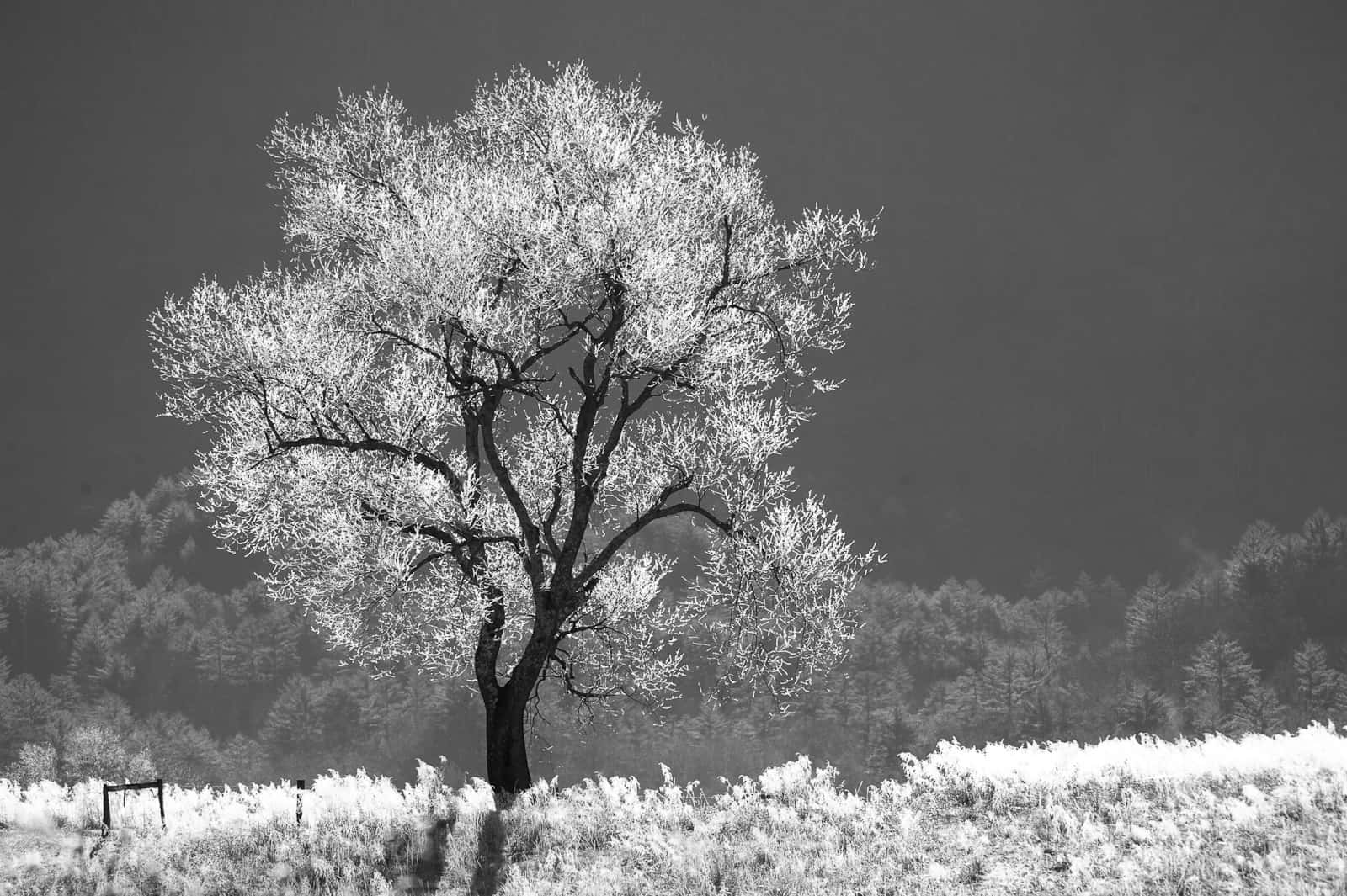photos of the smoky mountains by Eric Gebhart