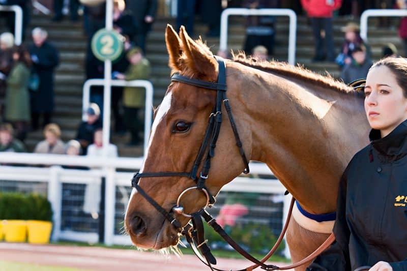 horse face