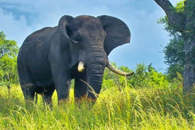 giant elephant