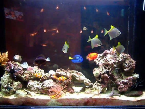 fish tank