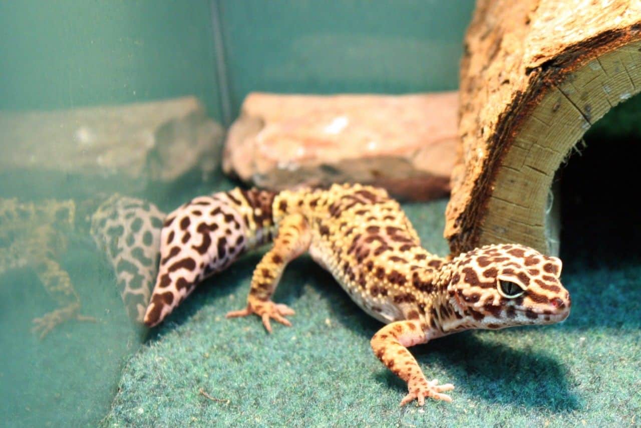 leopard gecko lizard