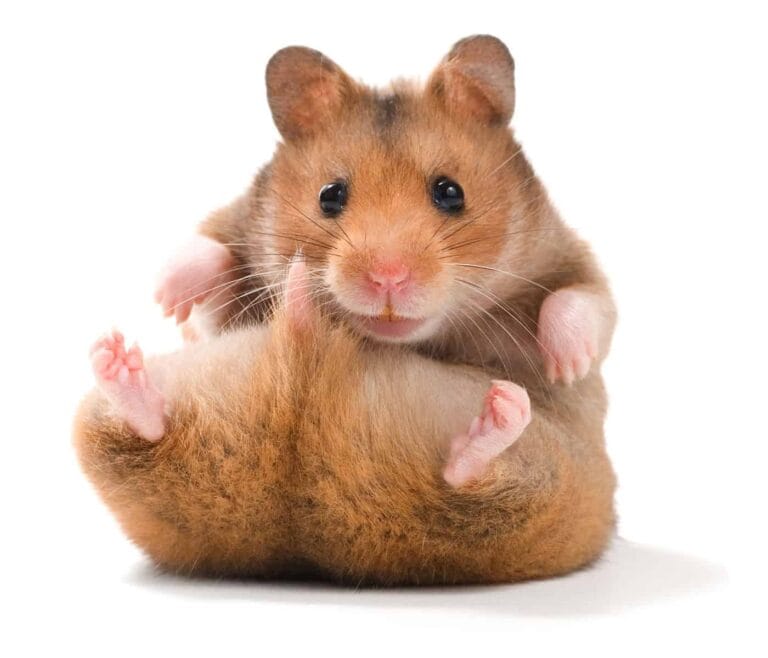 syrian hamster pet