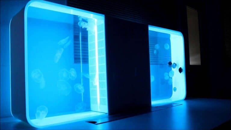 Pulse 80 aquarium jellyfish