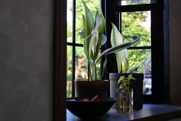 indoor house plants
