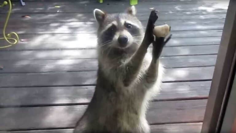 raccoon holding rock