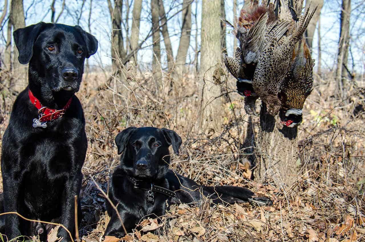Romping The Fields Tips For Choosing A Great Hunting Dog