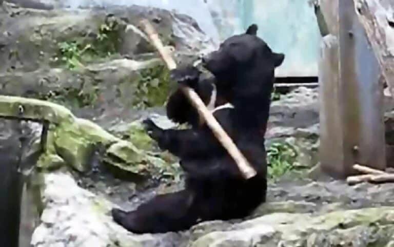 kung fu bear
