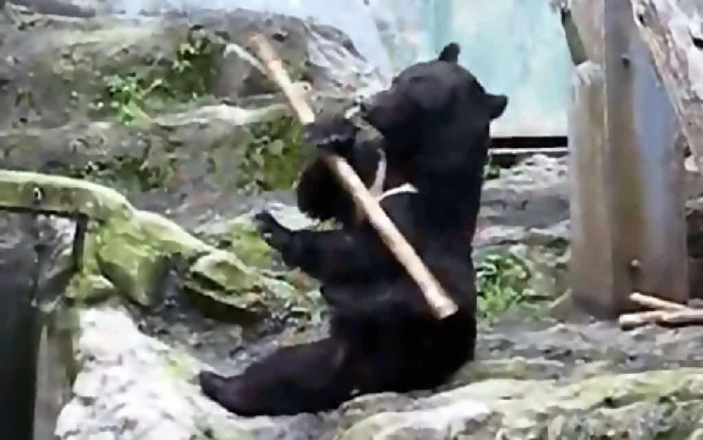 kong wild bear