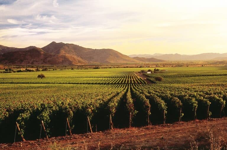 open vinyard