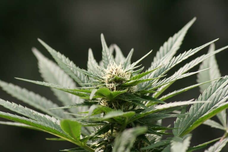 cannabis plant look