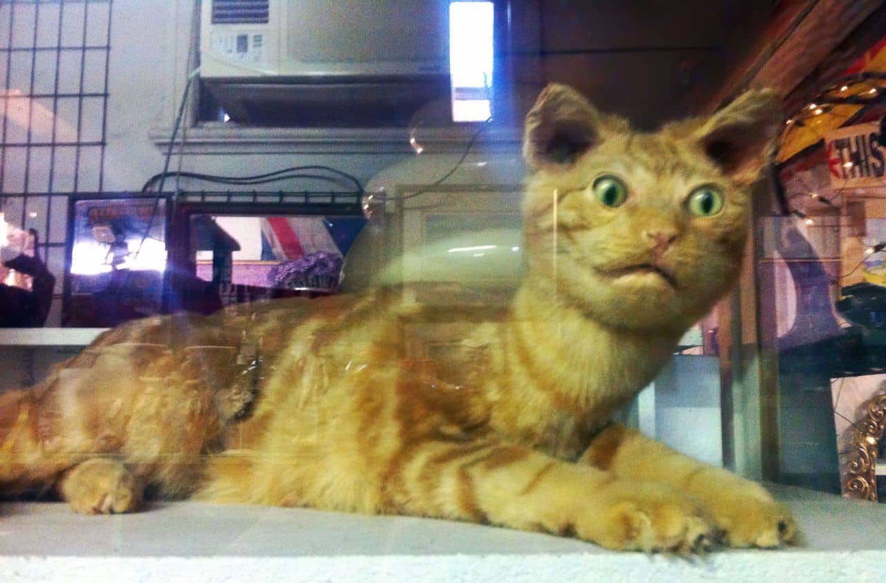 taxidermy house cat
