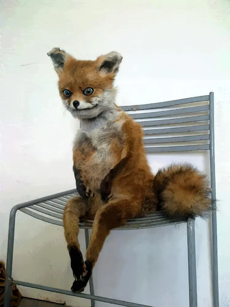Terrible Taxidermy: The WORST Stuffed Animal Pictures You've Ever Seen