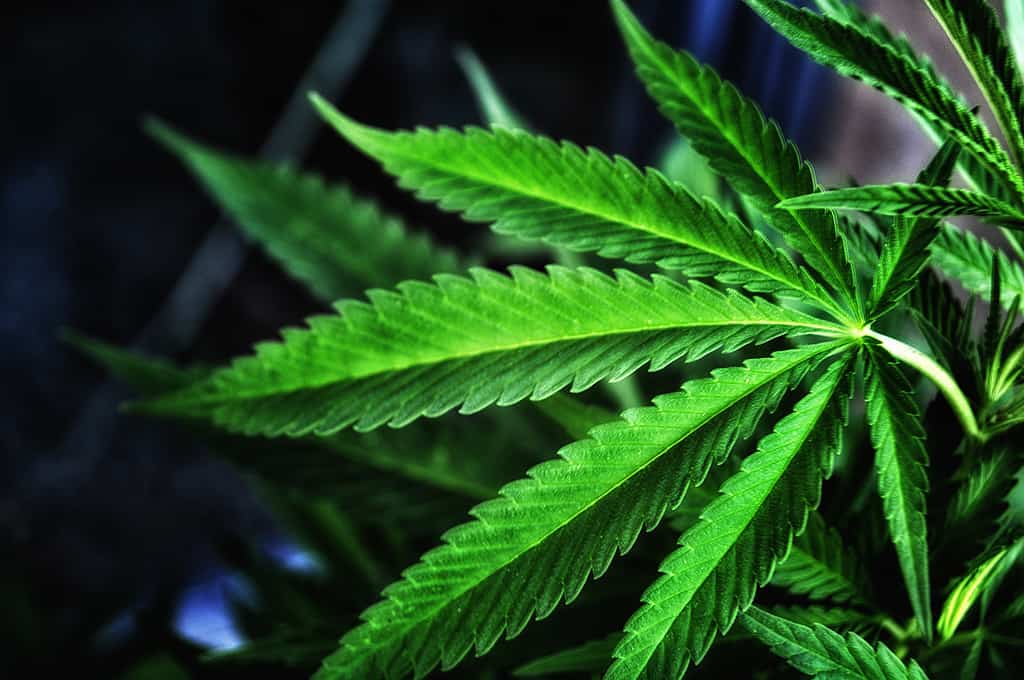 marijuana leaves growing