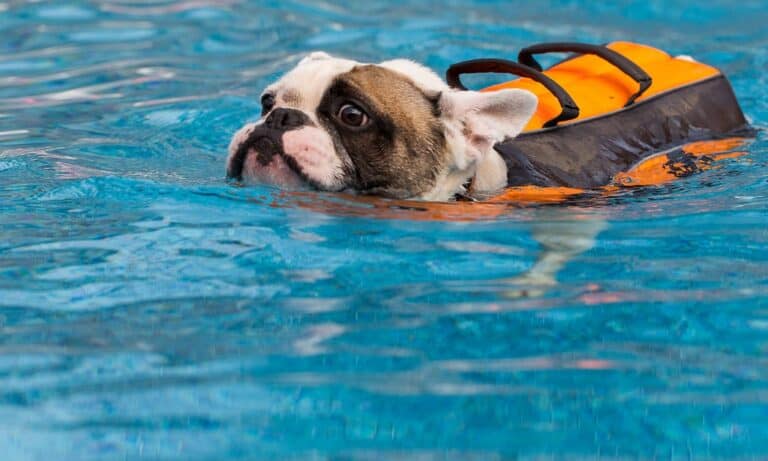 swimming dog