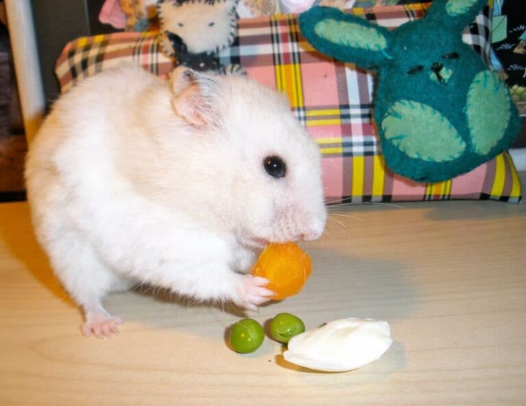 hamster eating
