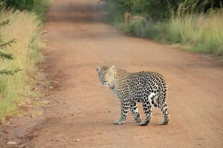 Defining Elements Of What Make A Kenyan Safari Unforgettable 2 leopard safari e1537462750823