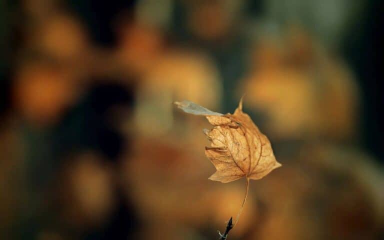 leaf in fall