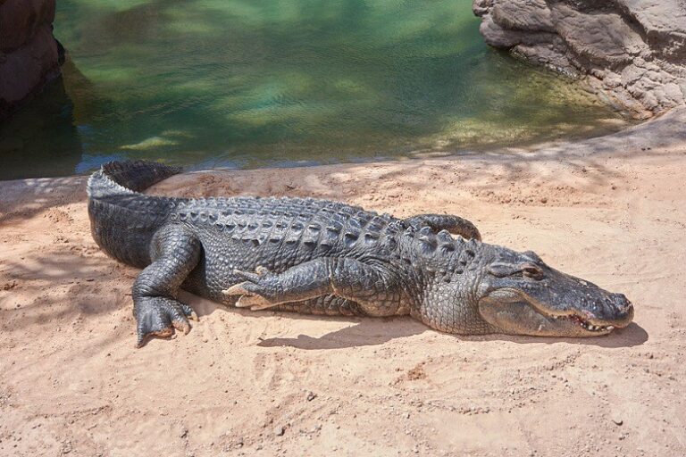 crocodile features