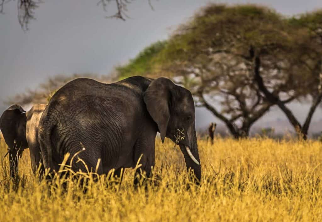 Safari in Style: The Art of Luxe Adventure in Namibia 4 Kenya safari elephants