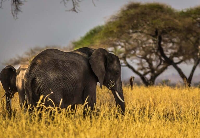 Kenya safari elephants