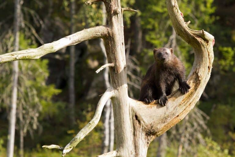 wolverine in tree